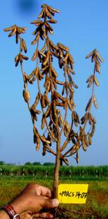 Mature Plant