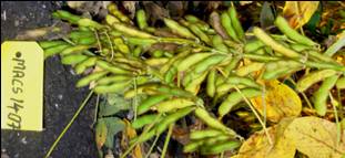 Plant with green pods