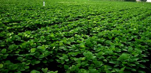 Field view of MACS 1407