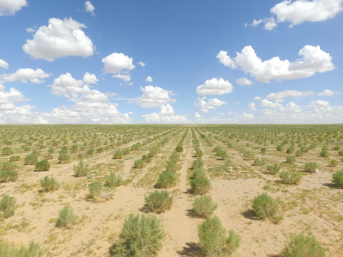 Saxaul trees Ant Forest users helped plant in Alxa, Inner Mongolia (Photo: Business Wire)